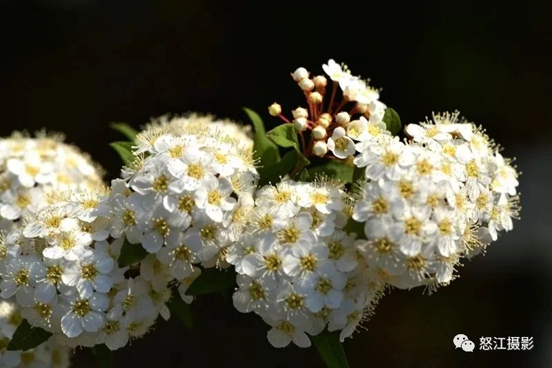 怒江游玩新去處，大密扣花開漫山野