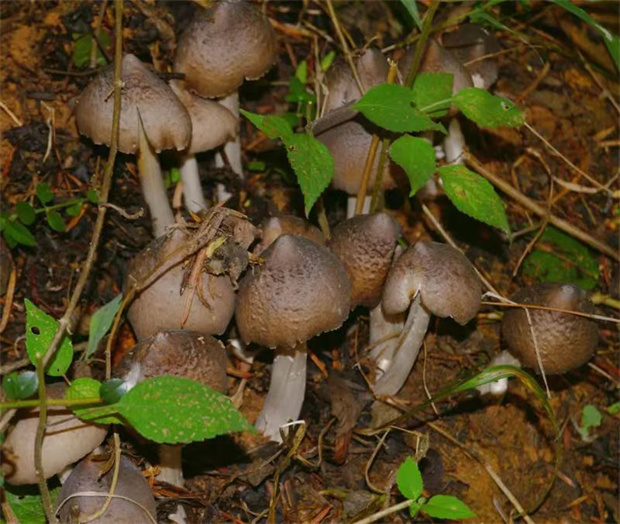 有一種生活叫云南的怒江丨峽谷菌 吃遍鮮