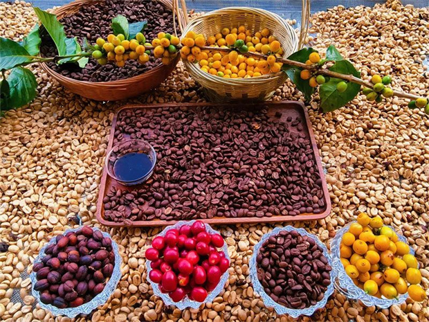 云南旅游,云南旅行社,云南團建公司,云南會議公司,云南策劃公司,云南團建策劃,怒江旅游,怒江旅行社,怒江團建公司,怒江策劃公司,怒江會議會展：“從種子到杯子”——怒江咖啡香飄世界