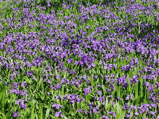 云南旅游,云南旅行社,云南團建公司,云南策劃公司,云南會議公司,怒江旅游,怒江旅行社,怒江團建公司,怒江策劃公司,怒江會議公司：高黎貢山 穿越三萬六千朵紫色鳶尾